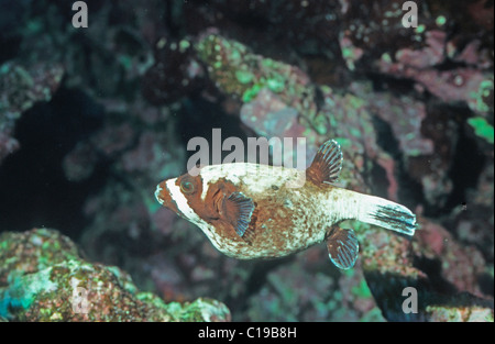 Maskierte Kugelfisch (Arothron Diadematus), Rotes Meer, Ägypten, Afrika Stockfoto