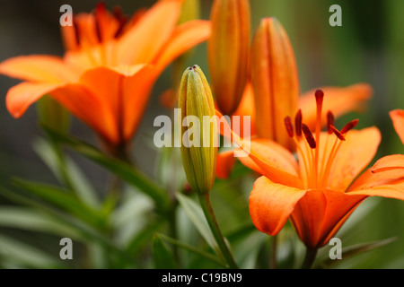 Blüten und Knospen eine Orange Lilie (Lilium Bulbiferum), Garten Pflanzen, Bayern, Deutschland, Europa Stockfoto