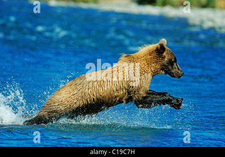 Brauner Bär (Ursus Arctos) fangen Lachs, Katmai Nationalpark, Alaska, USA Stockfoto