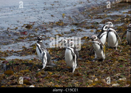 Eine Gruppe von Pinguinen zu Fuß am Strand.