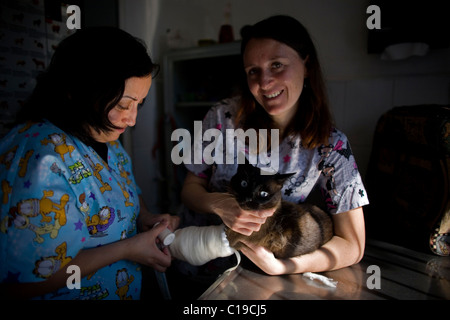 Tierärzte, Binde eine Katze Bein in einem Haustier-Krankenhaus in Condesa, Mexiko-Stadt, Mexiko, 5. Februar 2011. Stockfoto