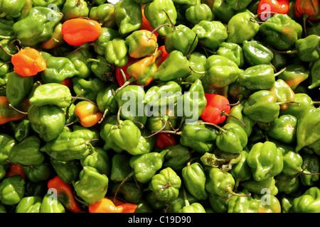 Chili Habanero heißesten Pfeffer in Mexiko Muster Stockfoto