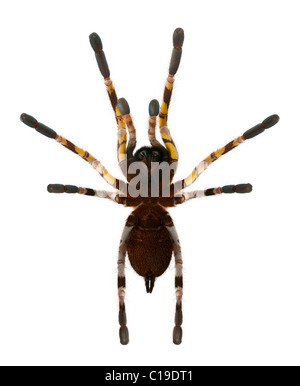 Tarantel, Poecilotheria Fasciata, vor weißem Hintergrund Stockfoto