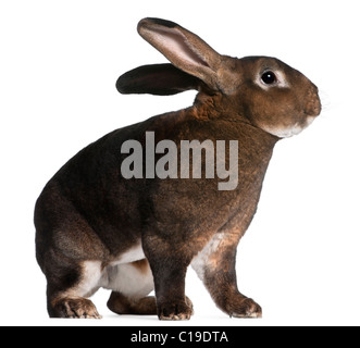 Castor Rex Kaninchen vor weißem Hintergrund Stockfoto