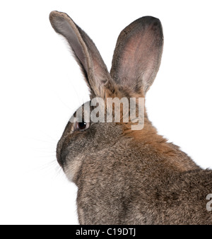 Nahaufnahme des flämischen Riesenkaninchen vor weißem Hintergrund Stockfoto