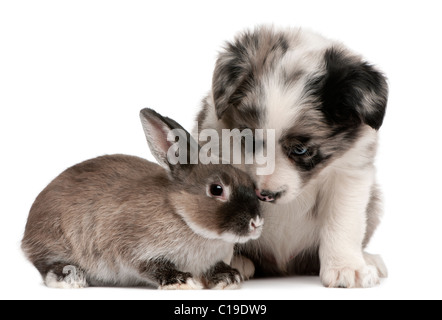 Blue Merle Border Collie Welpen, 6 Wochen alt, und ein Kaninchen vor weißem Hintergrund Stockfoto