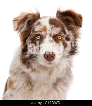 Nahaufnahme von Red Merle Border Collie, 6 Monate alt, vor weißem Hintergrund Stockfoto
