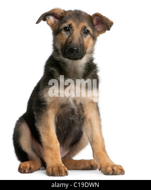 Deutscher Schäferhund Welpen, 4 Monate alt, sitzt vor weißem Hintergrund Stockfoto