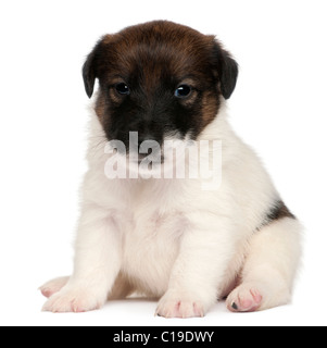 Fox Terrier Welpen, 1 Monat alt, sitzt vor weißem Hintergrund Stockfoto