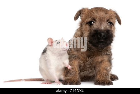 Cairn Terrier Welpen, 6 Wochen alt, und eine Ratte vor weißem Hintergrund Stockfoto