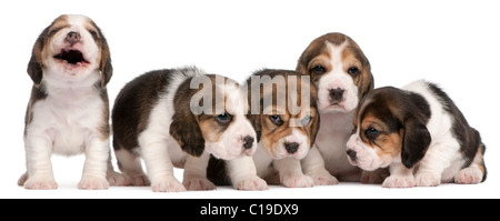 Gruppe von Beagle Welpen, 4 Wochen alt, sitzen in einer Reihe vor weißem Hintergrund Stockfoto