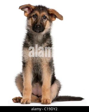 Deutscher Schäferhund Welpen, 4 Monate alt, sitzt vor weißem Hintergrund Stockfoto