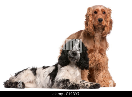 Zwei englische Cocker Spaniels, 2 Jahre alt, vor weißem Hintergrund Stockfoto