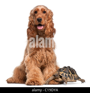 English Cocker Spaniel, 2 Jahre alt, und ein Hermann Schildkröte, Testudo Hermanni, vor weißem Hintergrund Stockfoto