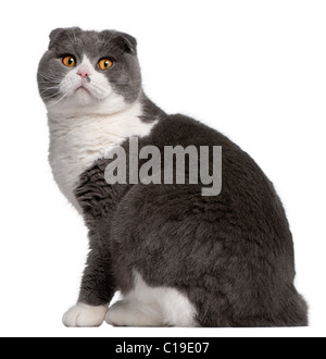 Scottish Fold Katze, 1 Jahr alt, vor weißem Hintergrund Stockfoto