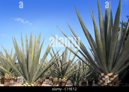 Agave Tequilana Pflanze, mexikanische Tequila Schnaps destillieren Stockfoto