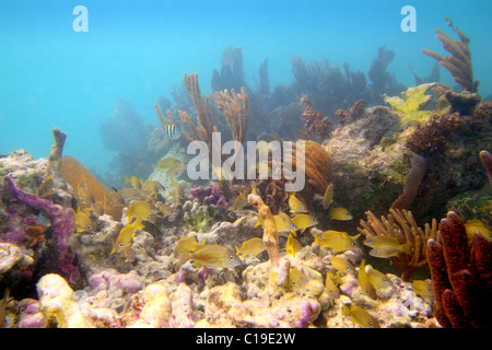 Korallenriff im Mayan Riviera Cancun Mexiko unter Wasser Stockfoto
