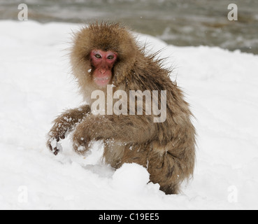 Reife japanischen Makaken AKA Snow Monkey spielen mit Schnee in der Nähe von Jigokudani Hotspring in den Bergen in der Nähe von Nagano, Honshu, Japan Stockfoto