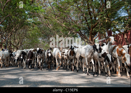 Herding domestizierten Ziegen in der ländlichen indische Gegend, Andhra Pradesh, Indien Stockfoto