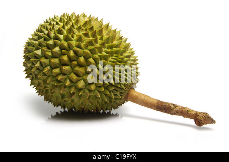 Dornig, stechenden Durian Frucht (Durio Zibethinus). Ganze Früchte. Schuss auf weiß. Stockfoto