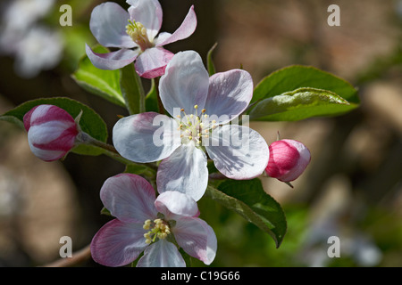 Goldener Apfel Blume. LLeida, Spanien. Stockfoto