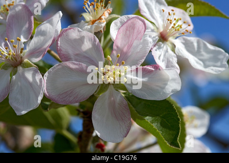 Goldener Apfel Blume. LLeida, Spanien. Stockfoto