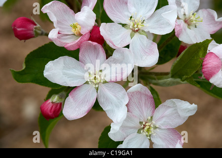 Goldener Apfel Blume. LLeida, Spanien. Stockfoto