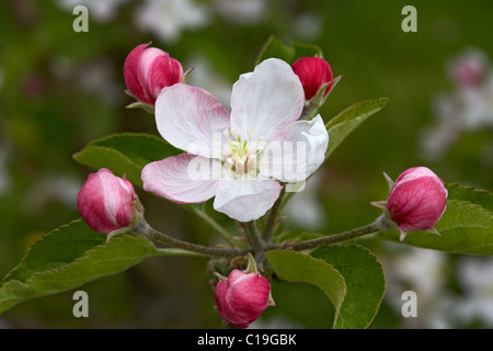 Goldener Apfel Blume. LLeida, Spanien. Stockfoto