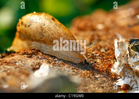 Makro-Blick auf eine Slimmy Schnecke zu Fuß auf einem faulen Protokoll. Stockfoto