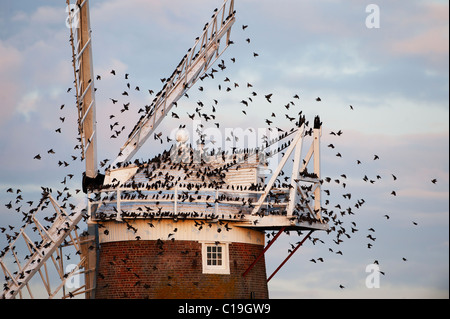 Stare Sturnus Vulgarus Ankunft am Schlafplatz am Cley Windmühle Cley Norfolk Landesfeuerwehrschule Stockfoto