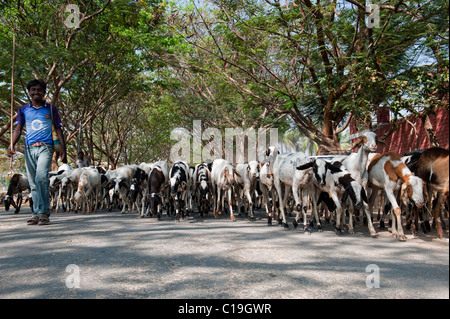 Indain mann Herding domestizierten Ziegen in den ländlichen indischen Hinterland, Andhra Pradesh, Indien Stockfoto