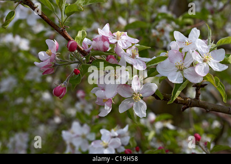 Goldener Apfel Blume. LLeida, Spanien. Stockfoto