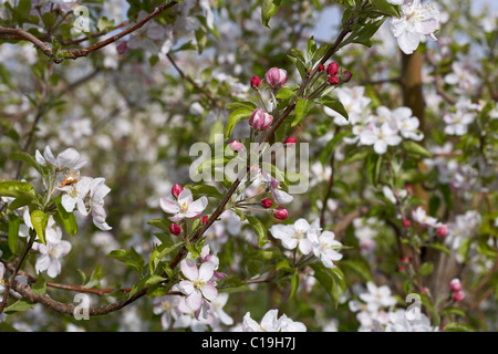 Goldener Apfel Blume. LLeida, Spanien. Stockfoto