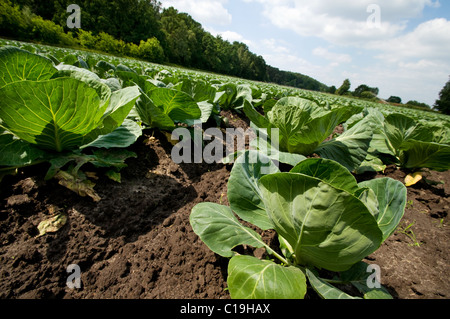 Junge Kohl Köpfe wachsen in Feld Stockfoto