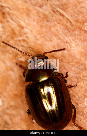 Ansicht Detail eine bunte Rosmarin Käfer auf ein Stück Holz auf den Wald in der Nähe. Stockfoto