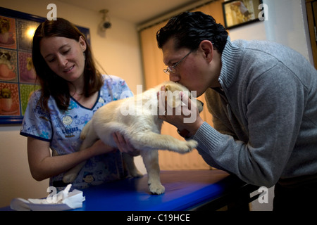 Ein Tierarzt hält einen Golden Retriever Welpe Hund seinem Besitzer in einem Haustier-Krankenhaus in Condesa, Mexiko-Stadt, Mexiko küßt. Stockfoto