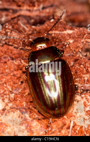 Ansicht Detail eine bunte Rosmarin Käfer auf ein Stück Holz auf den Wald in der Nähe. Stockfoto