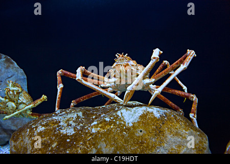 Der Riese japanische Seespinne (Macrocheira Kaempferi) Stockfoto