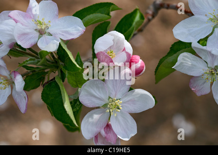 Goldener Apfel Blume. LLeida, Spanien. Stockfoto