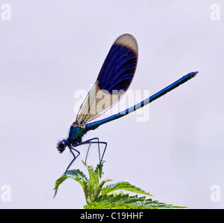 Männliche gebändert Prachtlibelle Calopteryx Splendens Damselfly ruht auf einer Brennnessel-Pflanze Stockfoto