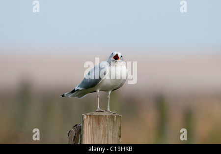 Gemeinsamen Gull Larus Canus Cley Norfolk winter Stockfoto