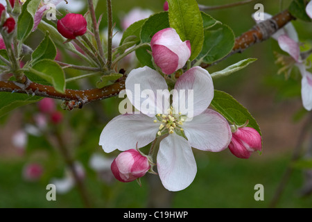 Goldener Apfel Blume. LLeida, Spanien. Stockfoto