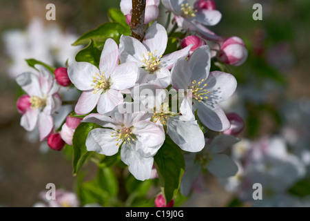 Goldener Apfel Blume. LLeida, Spanien. Stockfoto