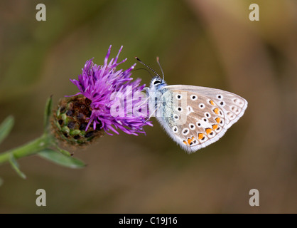 Männliche gemeinsame Blue Butterfly, Polyommatus Icarus, Lycaenidae, auf schwarze Flockenblume (Centaurea Nigra) Stockfoto