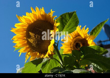 Zwei Sonnenblumen gegen blauen Himmel Stockfoto