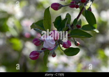 Goldener Apfel Blume. LLeida, Spanien. Stockfoto