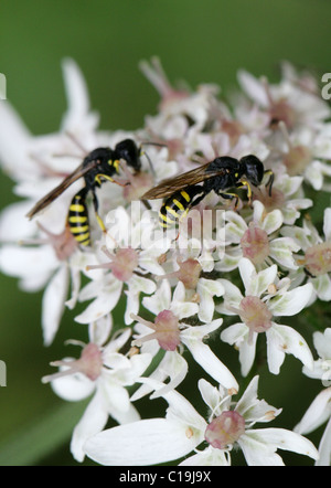 Digger Wasps, Ectemnius Cavifrons, Sphecidae, Apoidea, Taillenwespen, Hymenoptera. Fütterung auf Bärenklau. Stockfoto