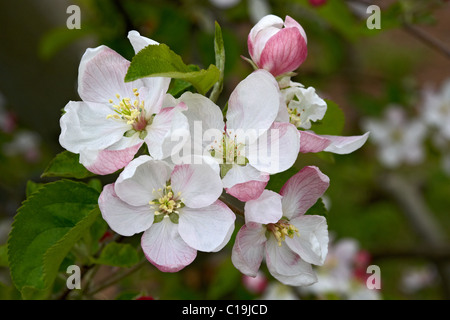 Goldener Apfel Blume. LLeida, Spanien. Stockfoto