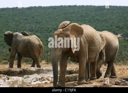 Braun afrikanische Elefanten ADDO NATIONAL PARK-Südafrika 3. Februar 2011 Stockfoto