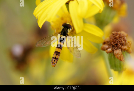 Hoverfly, Sphaerophoria Scripta, Syrphidae, Diptera. Männlich. Stockfoto